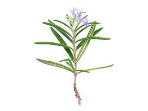 Romero Toscano Planta Arbusto Ornamental