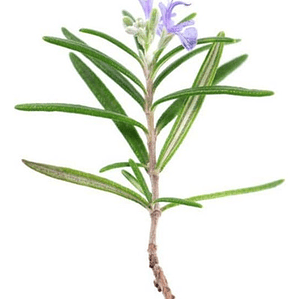 Romero Toscano Planta Arbusto Ornamental