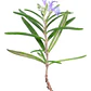 Romero Toscano Planta Arbusto Ornamental - Miniatura 1
