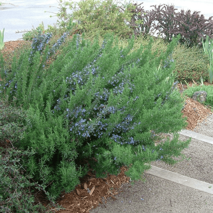 Romero Toscano Planta Arbusto Ornamental 3