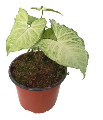 Singonio Planta Interior 1