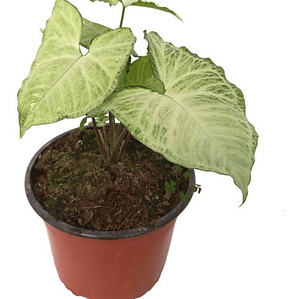 Singonio Planta Interior