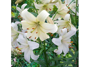 Lilium Doble/ Azucena / Fragante / Bulbo De Flor