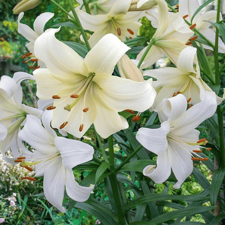 Lilium Doble/ Azucena / Fragante / Bulbo De Flor 1