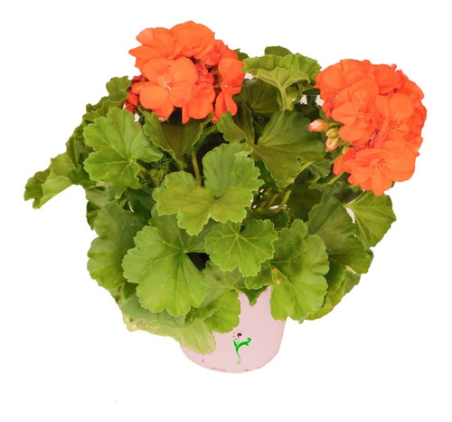Cardenal Geranio Naranja Planta Arbusto Ornamental Flor 1