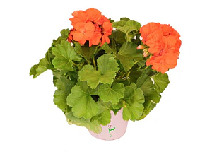 Cardenal Geranio Naranja Planta Arbusto Ornamental Flor