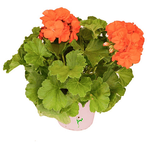 Cardenal Geranio Naranja Planta Arbusto Ornamental Flor