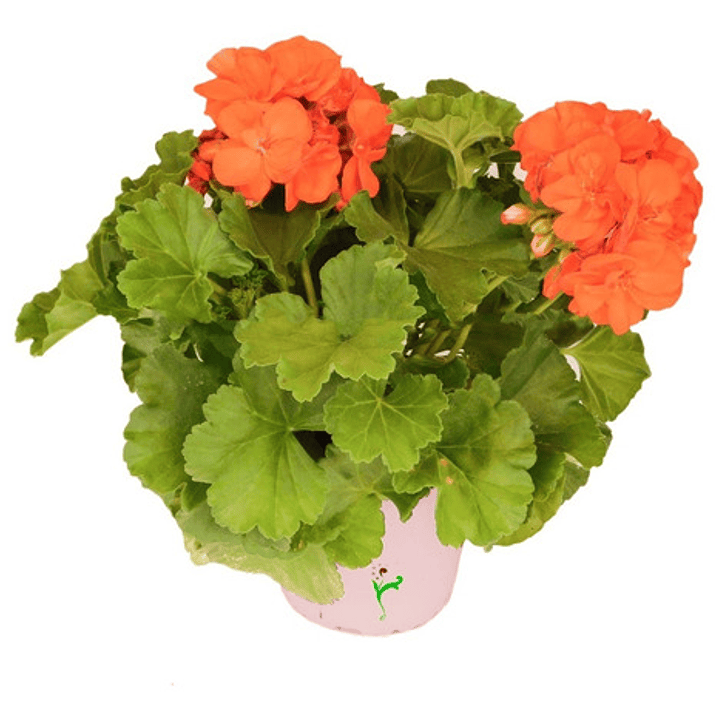 Cardenal Geranio Naranja Planta Arbusto Ornamental Flor 1