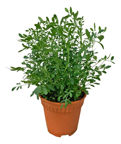 Ruda Planta Arbusto Medicinal Ornamental 1