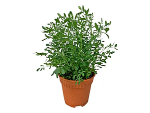 Ruda Planta Arbusto Medicinal Ornamental