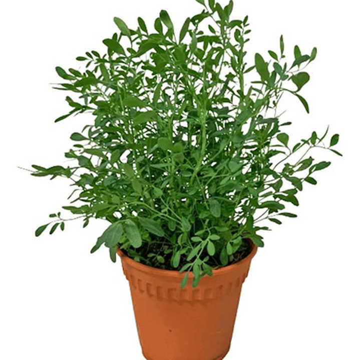 Ruda Planta Arbusto Medicinal Ornamental 1