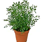 Ruda Planta Arbusto Medicinal Ornamental - Miniatura 1