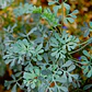 Ruda Planta Arbusto Medicinal Ornamental - Miniatura 2