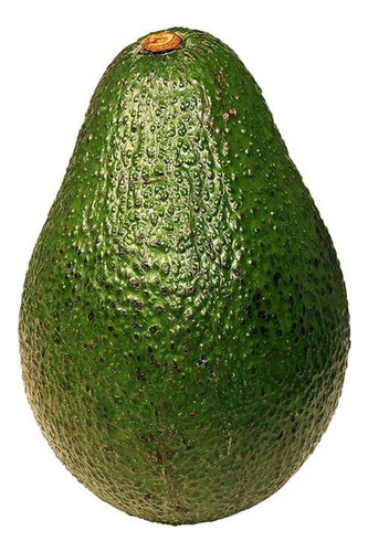 Palta Palto Hass Árbol Frutal Injertado 1