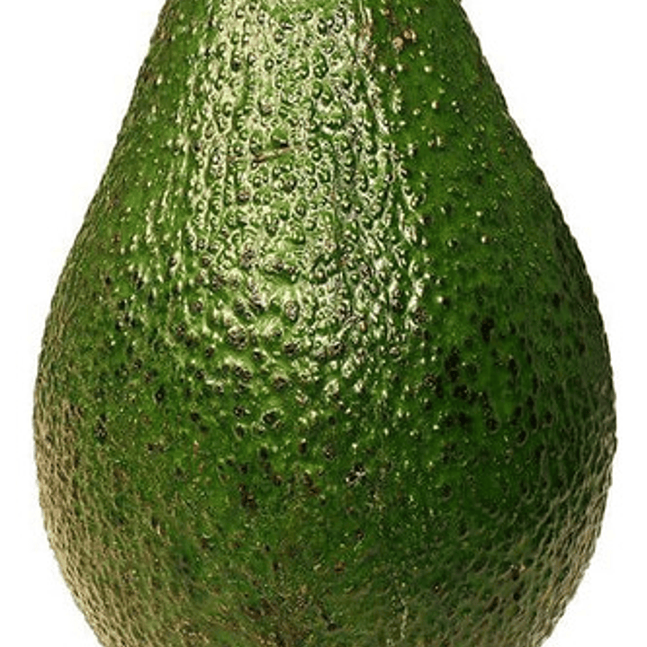 Palta Palto Hass Árbol Frutal Injertado 1