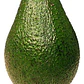 Palta Palto Hass Árbol Frutal Injertado - Miniatura 1