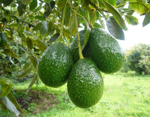 Palta Palto Hass Árbol Frutal Injertado 2