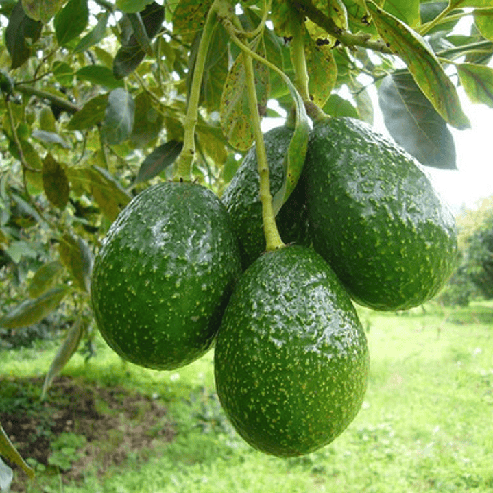 Palta Palto Hass Árbol Frutal Injertado 2