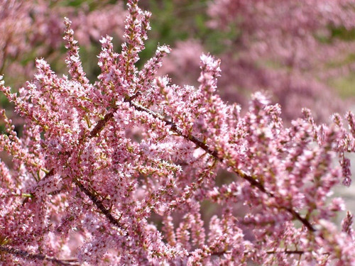 Tamarindo 1,7 Mts Rosa Árbol Ornamental 2