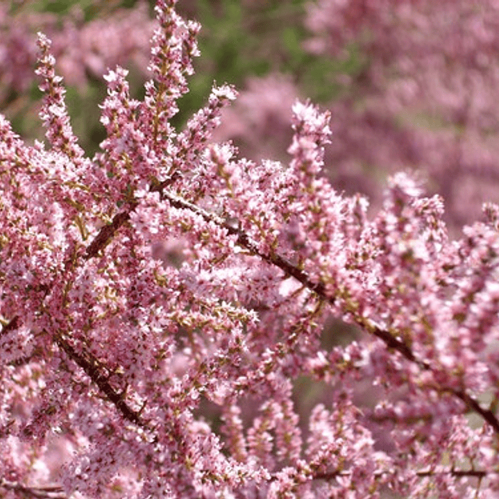 Tamarindo 1,7 Mts Rosa Árbol Ornamental 2