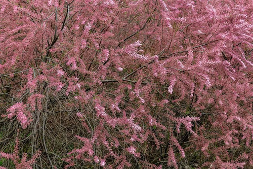 Tamarindo 1,7 Mts Rosa Árbol Ornamental 3