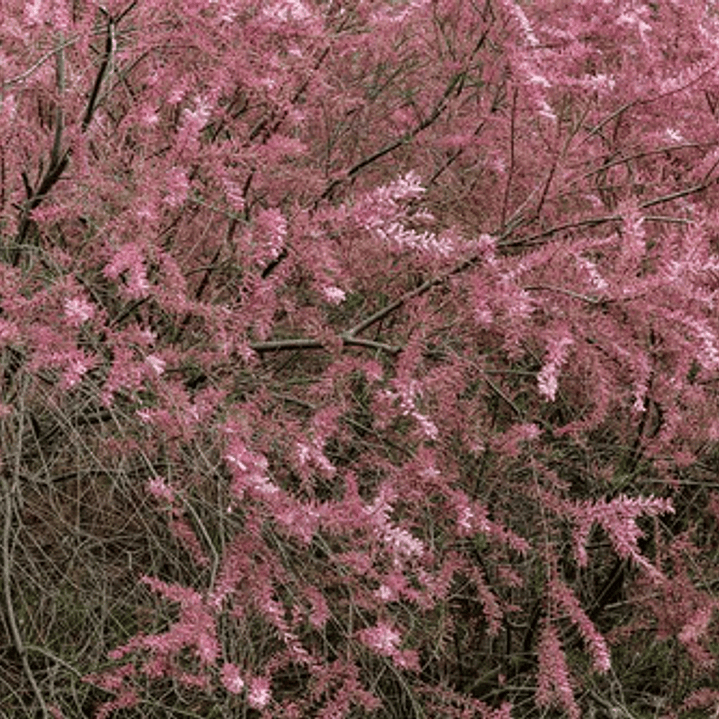 Tamarindo 1,7 Mts Rosa Árbol Ornamental 3