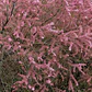 Tamarindo 1,7 Mts Rosa Árbol Ornamental - Miniatura 3
