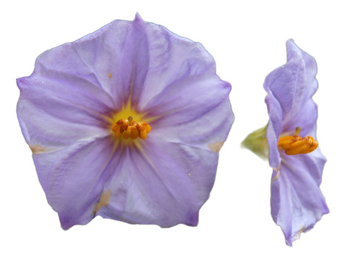 Solanum Morado Arbusto Ornamental Flor 1