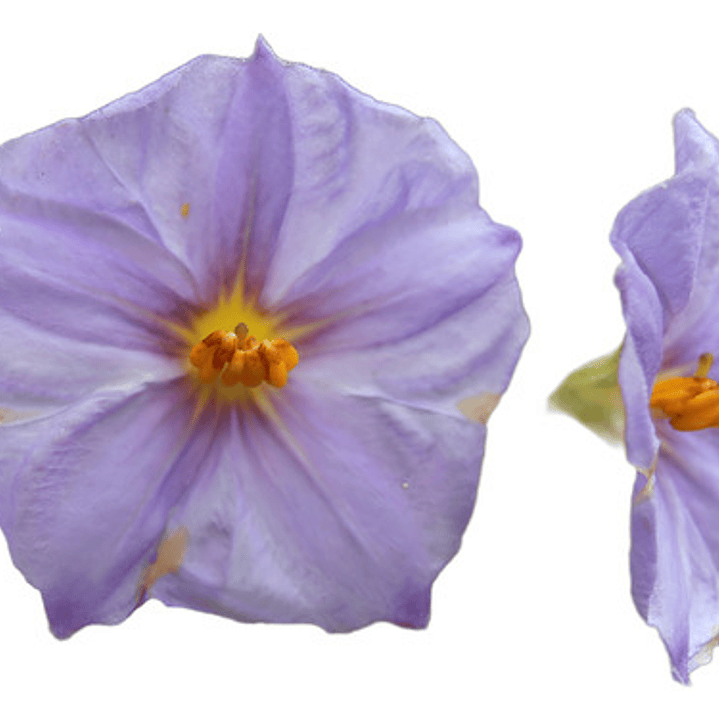  Solanum Morado Arbusto Ornamental Flor 1