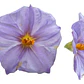  Solanum Morado Arbusto Ornamental Flor - Miniatura 1