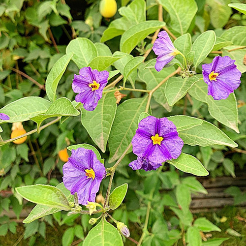  Solanum Morado Arbusto Ornamental Flor 2