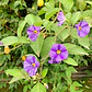  Solanum Morado Arbusto Ornamental Flor - Miniatura 2