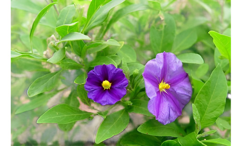  Solanum Morado Arbusto Ornamental Flor 3