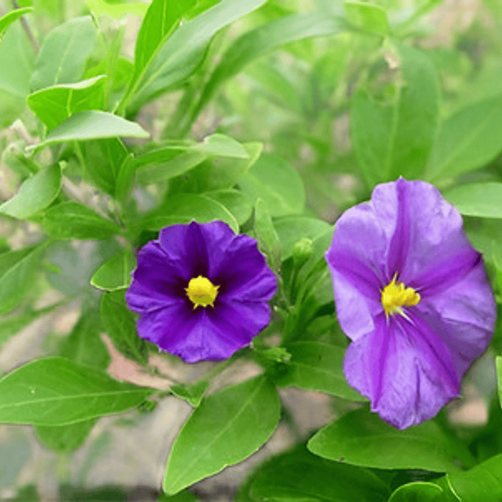  Solanum Morado Arbusto Ornamental Flor 3