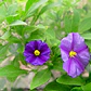  Solanum Morado Arbusto Ornamental Flor - Miniatura 3