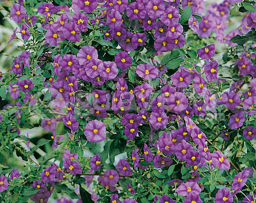  Solanum Morado Arbusto Ornamental Flor 4