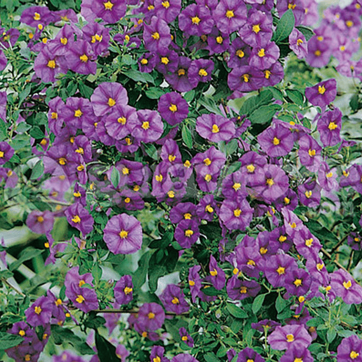  Solanum Morado Arbusto Ornamental Flor 4
