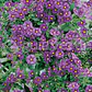  Solanum Morado Arbusto Ornamental Flor - Miniatura 4