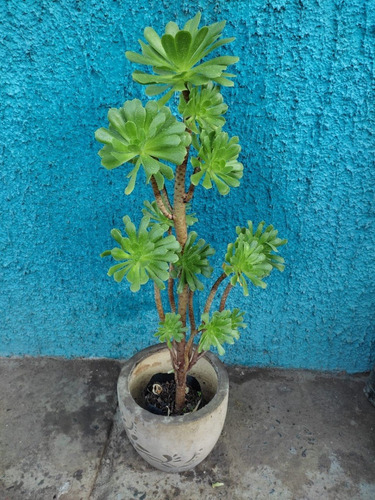 Aeonium Alcachofa Suculenta Ornamental  1