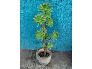 Aeonium Alcachofa Suculenta Ornamental 