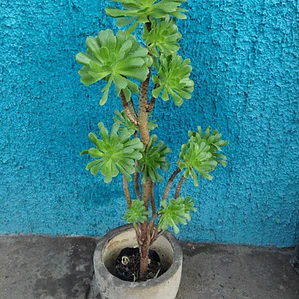 Aeonium Alcachofa Suculenta Ornamental 