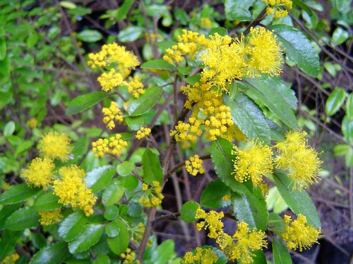 Corcolén Azara Serrata Arbusto Nativo Ornamental Flor 1