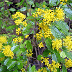 Corcolén Azara Serrata Arbusto Nativo Ornamental Flor