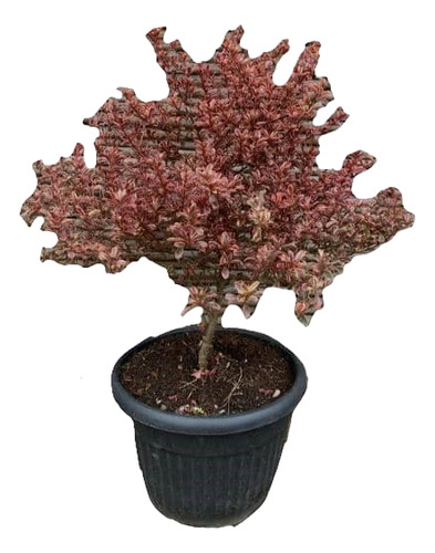 Coprosma Tequila Arbusto Ornamental 1