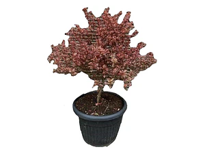 Coprosma Tequila Arbusto Ornamental