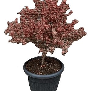 Coprosma Tequila Arbusto Ornamental