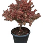 Coprosma Tequila Arbusto Ornamental - Miniatura 1