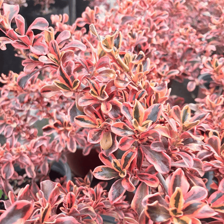 Coprosma Tequila Arbusto Ornamental 2