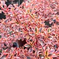 Coprosma Tequila Arbusto Ornamental - Miniatura 2