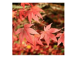 Acer Japónico L / Árbol / Planta Ornamental